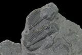 Elrathia Trilobite Molt Fossil - House Range - Utah #139697-1